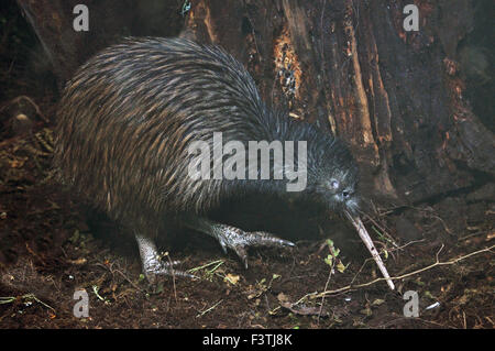 North Island brown kiwi, Apteryx australis, New Zealand Stock Photo