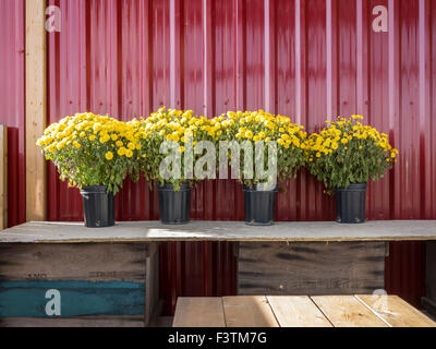 Flower pots on display in farmer's market for sale. Stock Photo