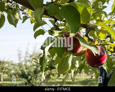 Close up of apples in an apple orchard. Apple orchards of Ontario,Canada growing;Empire,Mutsu,Cortland,Macintosh variety of Stock Photo