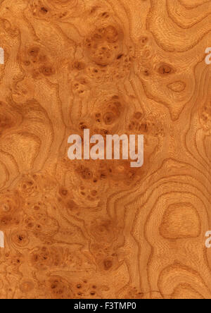 background of burr elm wood grain veneer Stock Photo