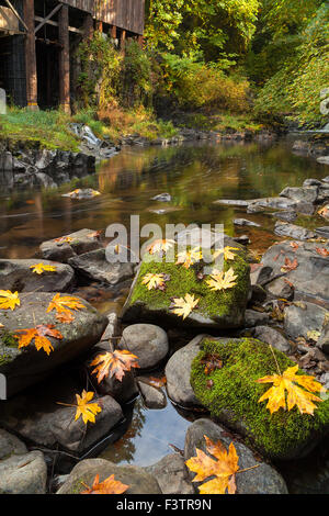 Maple Leaves on Moss Covered Rocks at Cedar Creek Grist Mill in Washington State during Fall Season Stock Photo