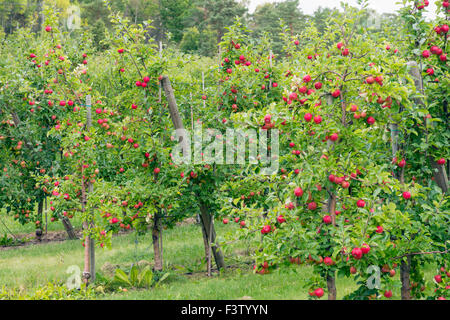 Growing apples Stock Photo