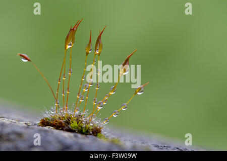 Wall Screw-moss (Tortula muralis) growing on a concrete wall, with raindrops. Powys, Wales. April. Stock Photo