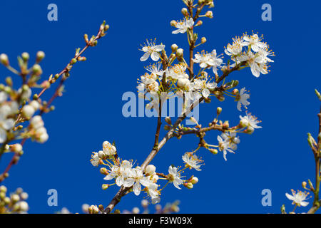 Flowers of Cherry-plum (Prunus cerasifera). Powys, Wales. April. Stock Photo