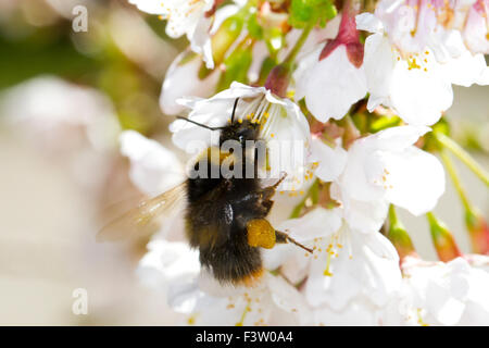 Early Bumblebee (Bombus pratorum) queen, feeding in a Japanese Flowering-cherry blossom. Powys, Wales. April. Stock Photo