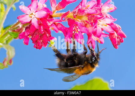 Tree Bumblebee (Bombus hypnorum) queen feeding on Red-flowering currant  (Ribes sanguineum) in a garden. Powys, Wales. April. Stock Photo