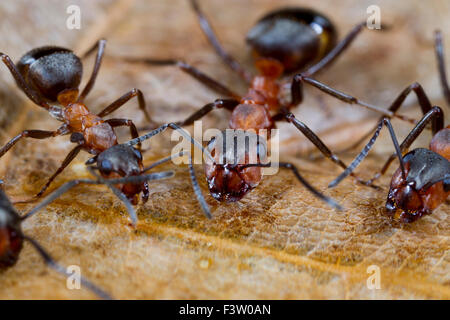 Red Wood Ants (Formica rufa) adult workers drinking from sugar water bait. Shropshire, England. April. Stock Photo