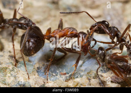Ant Formica lemani adult workers attacking a Hairy Wood ant (Formica lugubis) worker. Shropshire, England. April. Stock Photo