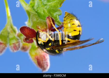 Tree Wasp (Dolicovespula sylvestris) queen feeding on a Gooseberry (Ribes uva-crispa) flower in a garden. Powys, Wales. April. Stock Photo