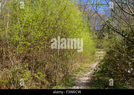 Path through deciduous woodland in early Spring. Dolforwyn Woods, Powys, Wales. April. Stock Photo