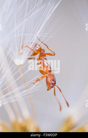 Red Ant (Myrmica rubra) adult worker in a dandelion clock. Powys, Wales. April. Stock Photo