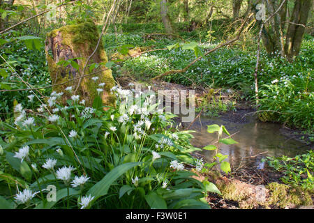 Ramsons or Wild Garlic (Allium ursinum) flowering beside a woodland stream. Powys, Wales. May. Stock Photo