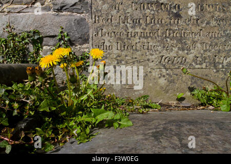 Dandelion (Taraxacum sp.) flowering, growing between stone slabs in a graveyard. Powys, Wales. May. Stock Photo