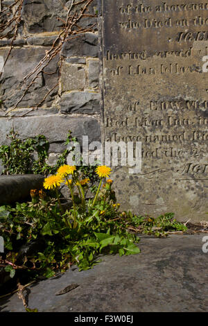 Dandelion (Taraxacum sp.) flowering, growing between stone slabs in a graveyard. Powys, Wales. May. Stock Photo