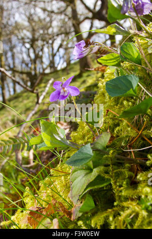 Common Dog Violet (Viola riviniana) flowering in oak woodland. Powys, Wales. May. Stock Photo