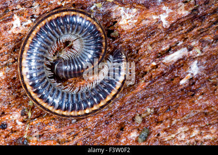 Striped Millipede  (Ommatoiulus sabulosus) adult curled on rotting tree bark. Powys, Wales. May. Stock Photo