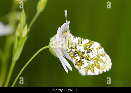 Orange-tip butterfly (Anthocharis cardamines) adult female roosting on a Greater Stitchwort (Stellaria holostea) flower. Stock Photo