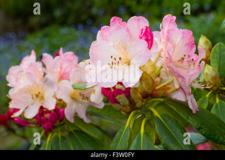 Flowers of a Rhododendron hybrid, variety 'Percy Wiseman' in a garden.  Powys, Wales. May. Stock Photo