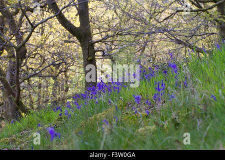 Sessile oak (Quercus petraea) woodland with Bluebells (Hyacinthoides non-scripta) flowering. Powys, Wales. May. Stock Photo
