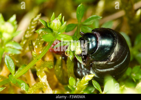 Bloody-nosed beetle (Timarcha tenebricosa) near full-grown larva feeding on Heath Bedstraw (Galium saxatile). Powys, Wales. May. Stock Photo