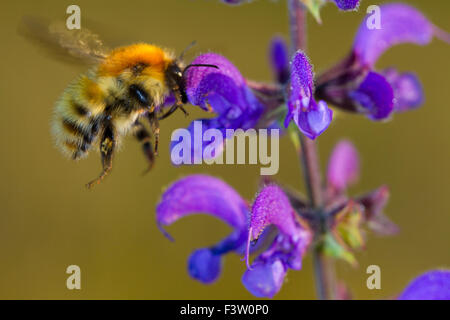 Brown-banded carder bee (Bombus humilis) adult worker feeding on Meadow Clary (Salvia pratensis). France. Stock Photo