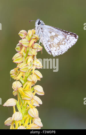 Safflower Skipper butterfly (Pyrgus carthami) adult roosting on a Man Orchid (Orchis anthropophora) flower. France. Stock Photo