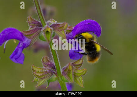 Early Bumblebee (Bombus pratorum) adult male feeding on a Meadow Clary (Salvia pratensis) flower. France. Stock Photo