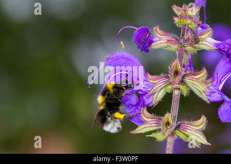 Garden Bumblebee (Bombus hortorum) adult worker feeding on a Meadow Clary (Salvia pratensis) flower. France. Stock Photo