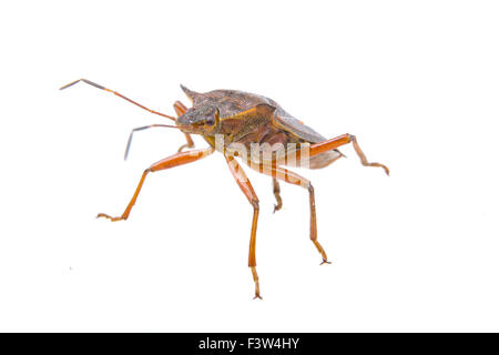 Brown shield bug isolated on a white background Stock Photo