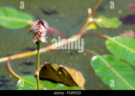 Red dragonfly on sitting the pink flower