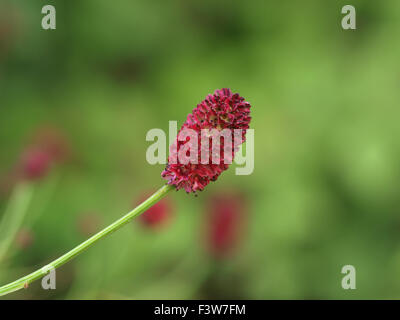 Sanguisorba officinalis Red Thunder Stock Photo