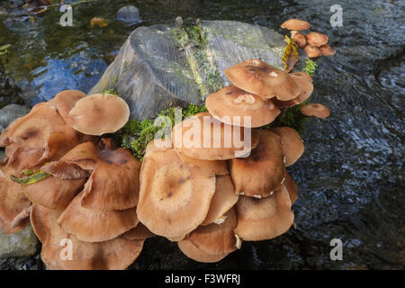 Fungi growing on tree stump in damp autumn conditions Stock Photo