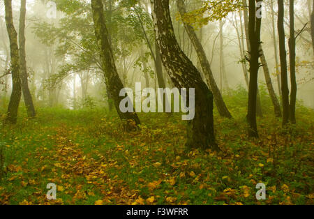 Autumn birch forest path Stock Photo