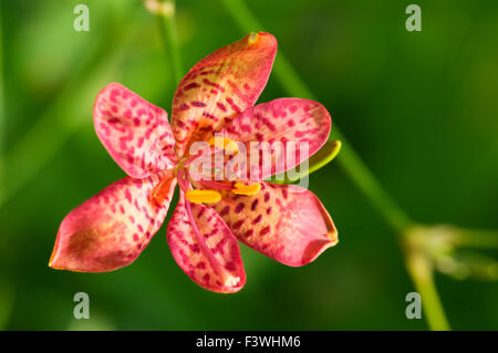 A close up shot of red orchid Stock Photo