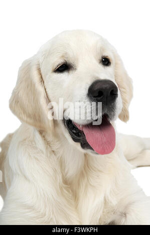 golden purebread retriever dog