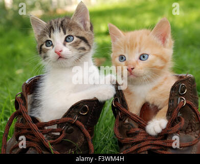 kitten in boots Stock Photo