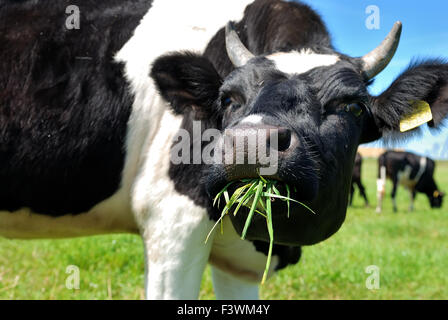 cow chewing grass Stock Photo