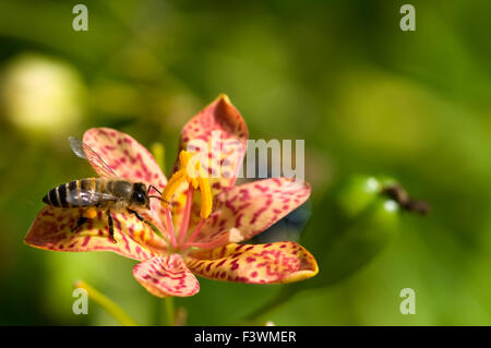 A close up shot of red orchid Stock Photo