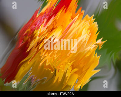 Abstract image based on the manipulated digital photography of a dual coloured rose Stock Photo