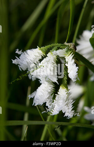 Abstract based on a manipulated digital snow drop photograph Stock Photo