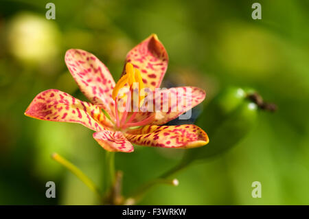 A close up shot of red orchid Stock Photo