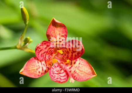 A close up shot of red orchid Stock Photo