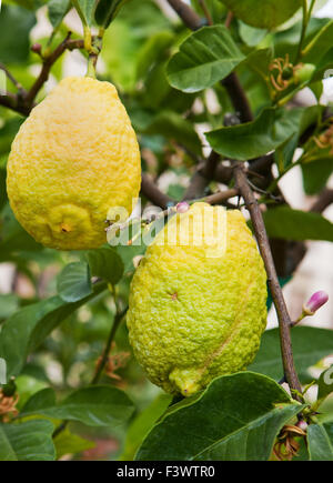 fresh yellow lemons on tree Stock Photo