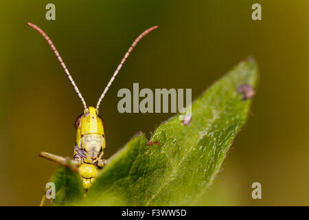 Grasshopper (Omocestus viridulus) Stock Photo