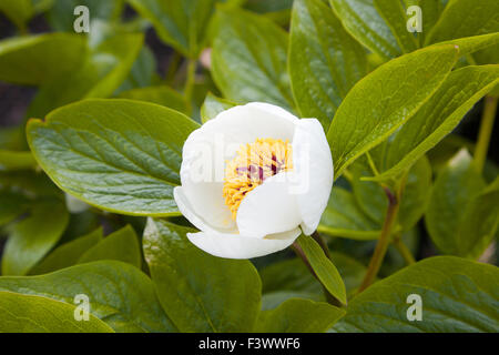 Macro of Paeonia officinalis Stock Photo
