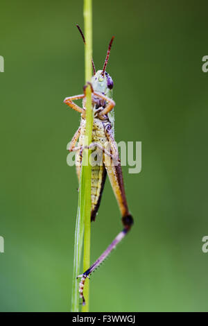 Grasshopper (Omocestus viridulus) Stock Photo