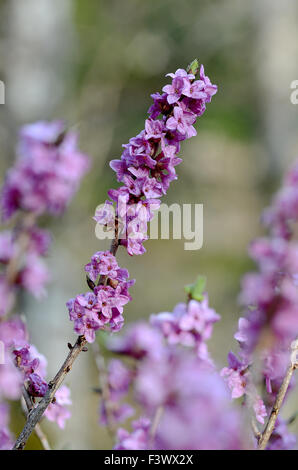 Daphne flower Stock Photo
