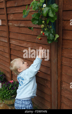 Toddler trying to pick strawberries Stock Photo