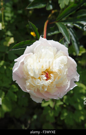 Paeonia Lactiflora 'Immaculee' close up of flower Stock Photo