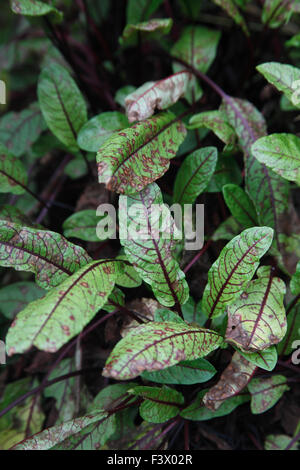 Rumex Sanquineus Blood veined sorrel close up of leaves Stock Photo